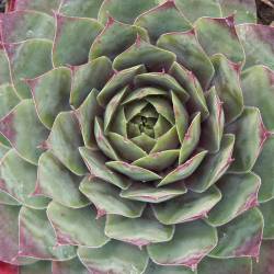 Sempervivum - Dachwurz - Hauswurz